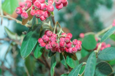 Canlı bir kırmızı Rowan böğürtlen kümesi, yumuşak, bulanık yeşil bir arka plana karşı canlı bir şekilde duruyor. Görüntü özellikle bu böğürtlenlerin güzelliğini vurgulayarak, doğada bulunan zengin ve yoğun renkleri vurgular. 