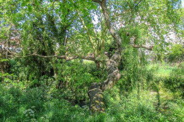 Castrelos Park, Vigo, İspanya 'daki bereketli bahar manzarası. Fotoğraf, uzun yeşil ağaçların arasından süzülen güneş ışığıyla ve canlı sarı kır çiçekleriyle kaplı toprakla huzurlu bir orman manzarası yakalıyor.. 
