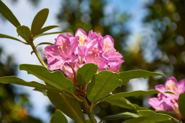 Yakın plan, canlı mor bir rhododendron çiçeğinin karmaşık detaylarını yakalar. Bitkisel bir süs bitkisi. Narin taç yaprakları çarpıcı desenler sergiliyor ve yemyeşil yapraklarla çevrili zengin renkler..