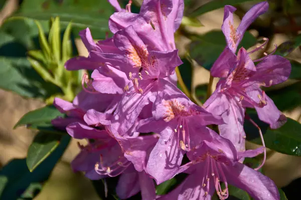 Yakın plan, canlı mor bir rhododendron çiçeğinin karmaşık detaylarını yakalar. Bitkisel bir süs bitkisi. Narin taç yaprakları çarpıcı desenler sergiliyor ve yemyeşil yapraklarla çevrili zengin renkler..