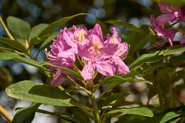 Yakın plan, canlı mor bir rhododendron çiçeğinin karmaşık detaylarını yakalar. Bitkisel bir süs bitkisi. Narin taç yaprakları çarpıcı desenler sergiliyor ve yemyeşil yapraklarla çevrili zengin renkler..