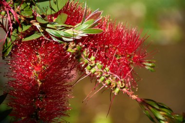 Yakın plan çekimde Callistemon Citrinus 'un kırmızı, fırça benzeri çiçekleri, şişe fırçası bitkisi olarak da bilinir. Yumuşak ve tüylü çiçekli dikenler bu süs bitkisinin sık yeşil yapraklarına karşı duruyor.. 