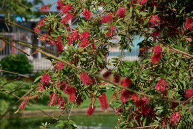 Yakın plan çekimde Callistemon Citrinus 'un kırmızı, fırça benzeri çiçekleri, şişe fırçası bitkisi olarak da bilinir. Yumuşak ve tüylü çiçekli dikenler bu süs bitkisinin sık yeşil yapraklarına karşı duruyor.. 