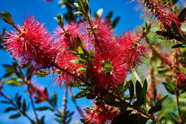Yakın plan çekimde Callistemon Citrinus 'un kırmızı, fırça benzeri çiçekleri, şişe fırçası bitkisi olarak da bilinir. Yumuşak ve tüylü çiçekli dikenler bu süs bitkisinin sık yeşil yapraklarına karşı duruyor.. 