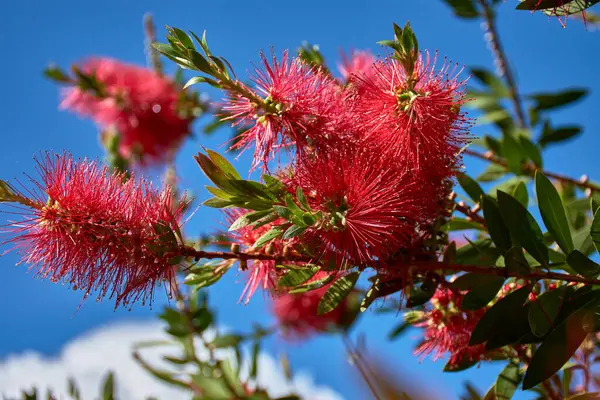 Yakın plan çekimde Callistemon Citrinus 'un kırmızı, fırça benzeri çiçekleri, şişe fırçası bitkisi olarak da bilinir. Yumuşak ve tüylü çiçekli dikenler bu süs bitkisinin sık yeşil yapraklarına karşı duruyor.. 