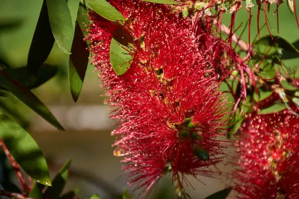 Yakın plan çekimde Callistemon Citrinus 'un kırmızı, fırça benzeri çiçekleri, şişe fırçası bitkisi olarak da bilinir. Yumuşak ve tüylü çiçekli dikenler bu süs bitkisinin sık yeşil yapraklarına karşı duruyor.. 