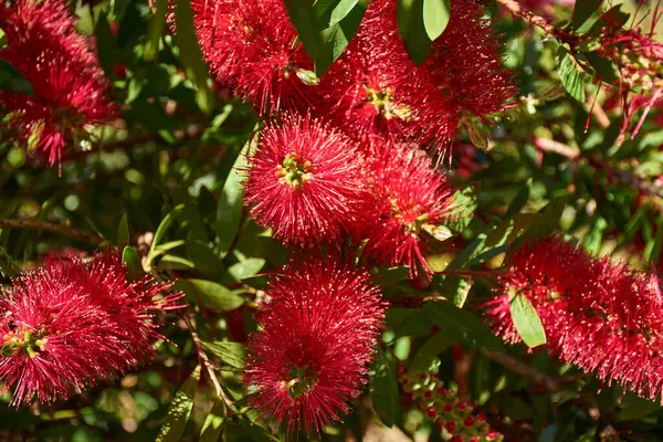 Yakın plan çekimde Callistemon Citrinus 'un kırmızı, fırça benzeri çiçekleri, şişe fırçası bitkisi olarak da bilinir. Yumuşak ve tüylü çiçekli dikenler bu süs bitkisinin sık yeşil yapraklarına karşı duruyor.. 