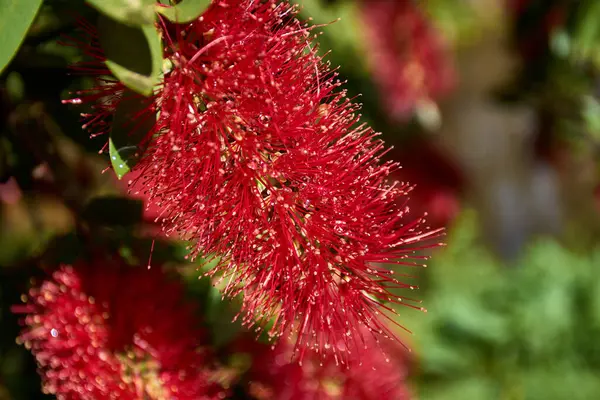 Yakın plan çekimde Callistemon Citrinus 'un kırmızı, fırça benzeri çiçekleri, şişe fırçası bitkisi olarak da bilinir. Yumuşak ve tüylü çiçekli dikenler bu süs bitkisinin sık yeşil yapraklarına karşı duruyor.. 