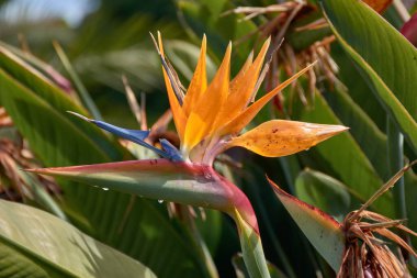 Bu yakın çekim canlı renkleri ve bir cennet kuşunun eşsiz şeklini yakalar (Strelitzia reginae). Çarpıcı turuncu sepaller ve canlı mavi yapraklar egzotik, kuş benzeri bir görünüm yaratır.. 