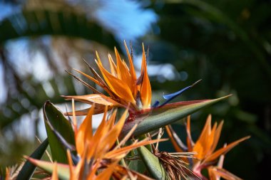 Bu yakın çekim canlı renkleri ve bir cennet kuşunun eşsiz şeklini yakalar (Strelitzia reginae). Çarpıcı turuncu sepaller ve canlı mavi yapraklar egzotik, kuş benzeri bir görünüm yaratır.. 