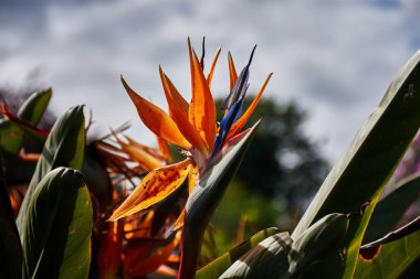 Bu yakın çekim canlı renkleri ve bir cennet kuşunun eşsiz şeklini yakalar (Strelitzia reginae). Çarpıcı turuncu sepaller ve canlı mavi yapraklar egzotik, kuş benzeri bir görünüm yaratır.. 