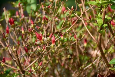 Rododendron simsii çiçek tomurcuklarının yakın plan görüntüsü, çiçeklenmenin ilk aşamasını gösteriyor. Küçük, canlı pembe tomurcuklar dağınık yeşil yapraklarla ince, odunsu dallarda belirir.. 