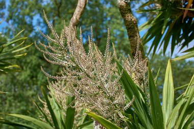 Cordyline australis çiçeğinin zarif güzelliği, kokulu, kremsi beyaz çiçeklerin geniş paniklerini sergiliyor. Lahana ağacının mızrak şeklinde yeşil yaprakları narin çiçeklere çarpıcı bir zıtlık sağlar.. 
