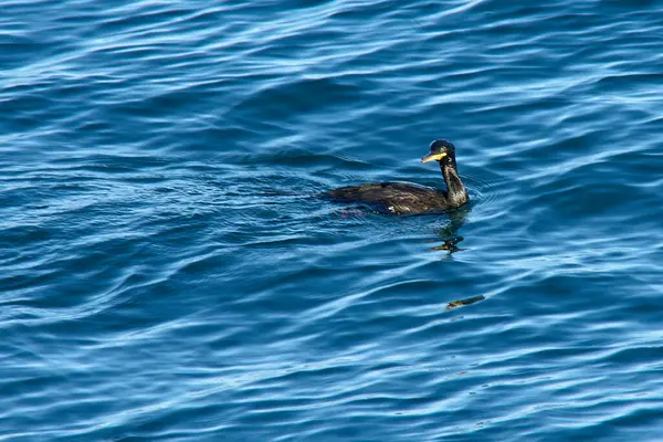 Koyu tüylü, sarı gagalı karabatak Vigo yakınlarındaki denizin derin ve hafif dalgalı mavi sularında yüzüyor. Minimalist kompozisyon dikkatleri yalnız kuşa verir.
