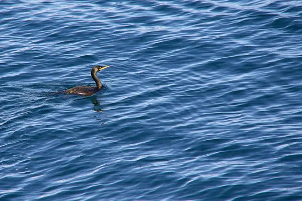 Koyu tüylü, sarı gagalı karabatak Vigo yakınlarındaki denizin derin ve hafif dalgalı mavi sularında yüzüyor. Minimalist kompozisyon dikkatleri yalnız kuşa verir.