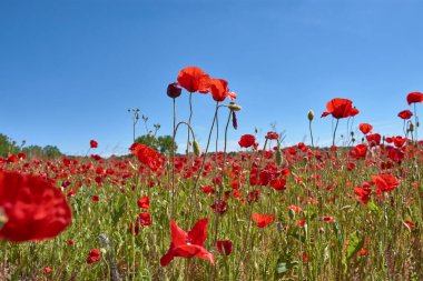 Kırmızı gelinciklerle kaplı geniş bir Kastilya tarlası canlı ve doğal bir manzara yaratır. Renkli ve parlak kompozisyon, yayıncılık, turizm veya sağlık projeleri için ideal olan tazelik, özgürlük ve vahşi güzelliği taşır..
