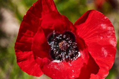 Yakın planda kırmızı bir gelincik, yeşil zemin üzerinde dokusunu, yapısını ve rengini doğru bir şekilde gösterir. Görüntü doğal güzelliği, botanik ayrıntılarını ve görsel duyguyu aktarır, editoryal, eğitici veya dekoratif projeler için idealdir..