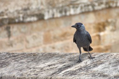 Bir Batı Karga (Coloeus monedula), taştan bir çıkıntıya tüneyerek koyu gri tüylerini, gümüş boynunu ve delici soluk mavi gözünü vurgular.. 