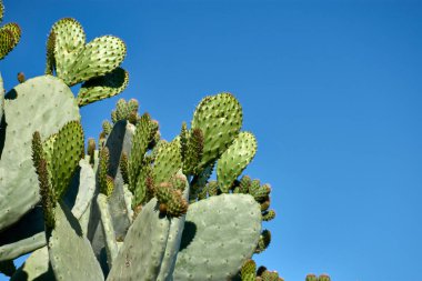 Opuntia kaktüsü, kırmızı dikenlerle kaplı birden fazla yeşil filizle yakın planda ele geçirildi. Bileşimi bitkinin doğal simetrisini ve kaktüsün yeşili arasındaki canlı kontrastı vurgular. 