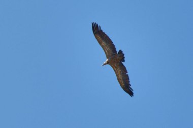 Görkemli bir griffon akbabası açık mavi gökyüzünde zarif bir şekilde süzülür, geniş kanatları tamamen açılır, tüylerinin dokusunu ortaya çıkarır. Kompozisyon, uçarken kuşun ihtişamına odaklanıyor.