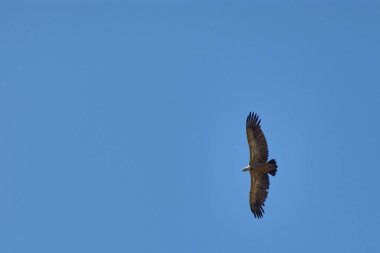 Görkemli bir griffon akbabası açık mavi gökyüzünde zarif bir şekilde süzülür, geniş kanatları tamamen açılır, tüylerinin dokusunu ortaya çıkarır. Kompozisyon, uçarken kuşun ihtişamına odaklanıyor.