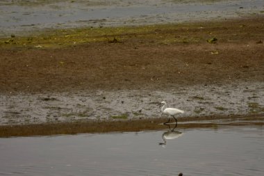 Beyaz bir balıkçıl Nigran 'daki Ramallosa bataklığında yavaşça yürüyor, şekli sakin ve sığ sulara yansıyor. Manzara, soluk gri, yeşil ve kahverengi tonlarını bir araya getirerek doğal bir sakinlik atmosferini taşır.