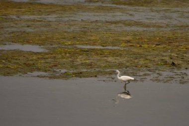 Beyaz bir balıkçıl Nigran 'daki Ramallosa bataklığında yavaşça yürüyor, şekli sakin ve sığ sulara yansıyor. Manzara, soluk gri, yeşil ve kahverengi tonlarını bir araya getirerek doğal bir sakinlik atmosferini taşır.