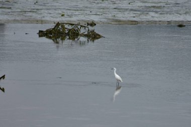 Beyaz bir balıkçıl Nigran 'daki Ramallosa bataklığında yavaşça yürüyor, şekli sakin ve sığ sulara yansıyor. Manzara, soluk gri, yeşil ve kahverengi tonlarını bir araya getirerek doğal bir sakinlik atmosferini taşır.