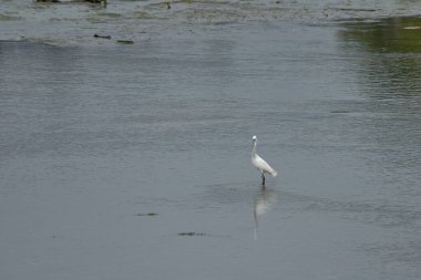 Beyaz bir balıkçıl Nigran 'daki Ramallosa bataklığında yavaşça yürüyor, şekli sakin ve sığ sulara yansıyor. Manzara, soluk gri, yeşil ve kahverengi tonlarını bir araya getirerek doğal bir sakinlik atmosferini taşır.