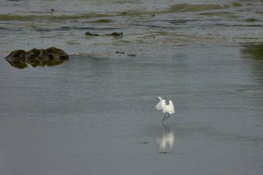 Beyaz bir balıkçıl Nigran 'daki Ramallosa bataklığında yavaşça yürüyor, şekli sakin ve sığ sulara yansıyor. Manzara, soluk gri, yeşil ve kahverengi tonlarını bir araya getirerek doğal bir sakinlik atmosferini taşır.