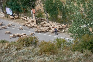 Puertomingalvo, Huesca, İspanya - 5 Eylül 2025, yüksekten bakıldığında, büyük bir beyaz yünlü koyun sürüsü ve bazı kahverengi keçiler dolambaçlı bir yol boyunca ve büyüleyici Puertomingalvo köyü yakınlarındaki tarlalar boyunca ilerliyorlar. Bazı görüntülerde, bir çoban.