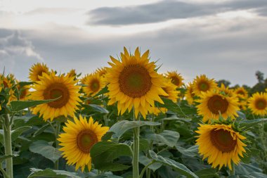 Taze ayçiçeği fidanlığı parçalı bulutlu bir gökyüzünün altındaki tarlaya yayılır. Parlak sarı yapraklar ve yeşil saplar enerji ve canlılık taşır.. 