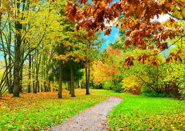 Sonbahar manzarası. Parktaki patika.