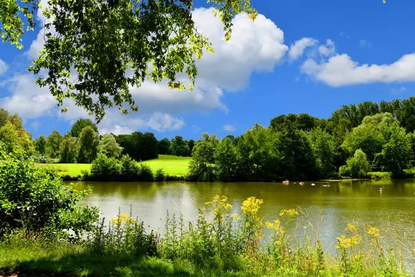 Güzel, renkli bir yaz manzarası. Parkta bir göl var. Ağaçların yeşil yapraklarıyla çevrili..