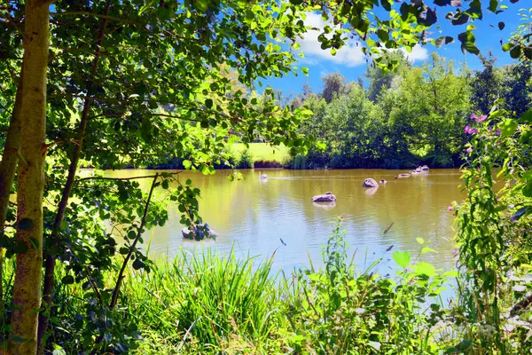 Güzel, renkli bir yaz manzarası. Parkta bir göl var. Ağaçların yeşil yapraklarıyla çevrili..