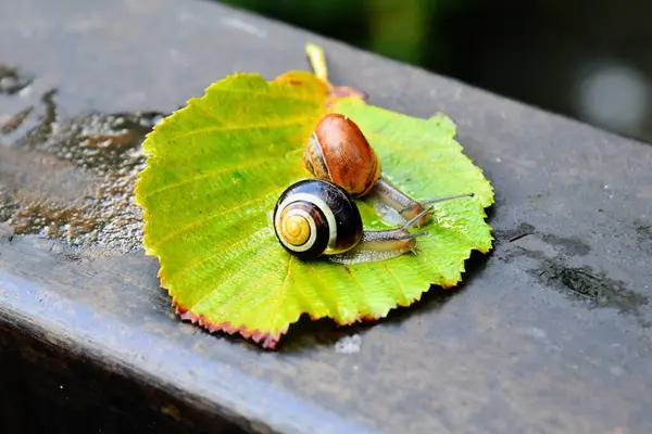  Yazın ağaç yaprağında kabuklu salyangozlar.