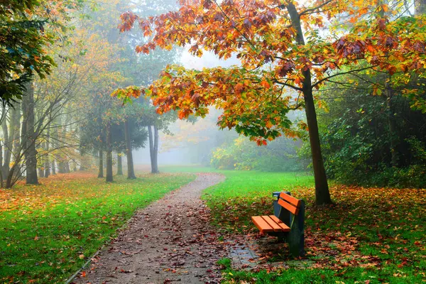 Sonbahar manzarası. Sisli bir sabah. Banklarla park edin..