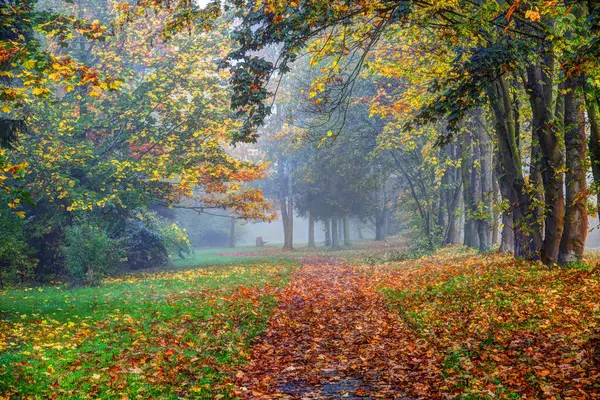 Sonbahar manzarası. Sisli bir sabah. Sonbahar parkında bir patika..