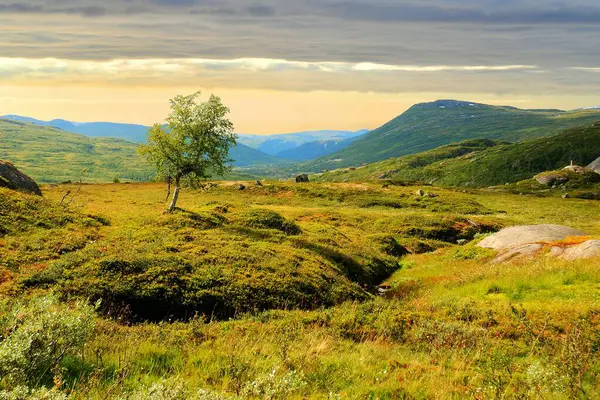 Hardanger Plateau (Hardangervidda), Norveç 'in orta kesiminde bir dağ platosu. Avrupa 'daki en büyük platodur..