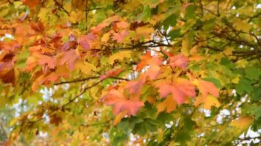 Sarı akçaağaç yapraklarının yakın çekimi Sonbaharda rüzgarda sallanıyor.