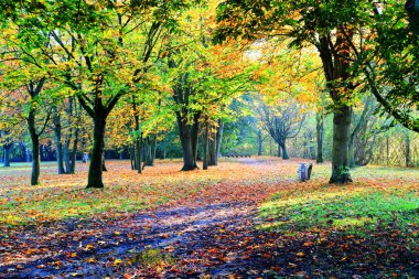 Sonbahar manzarası. Banklarla park edin..