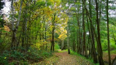 Sonbahar manzarası. Parkta manzaralı bir patika. Sarı yapraklı güzel ağaçlar.