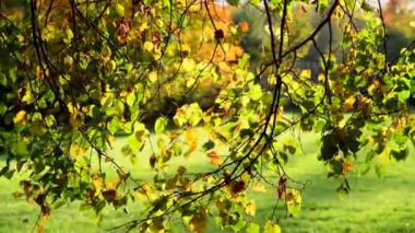 Sonbahar manzarası. Ağaçtaki sarı yapraklar rüzgarda sallanıyor..