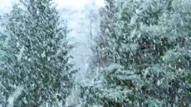 Yeşil çamların arka planında yoğun kar yağışıweather forecast.