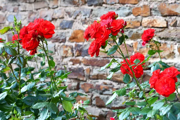 Tuğla duvara karşı kırmızı güller.