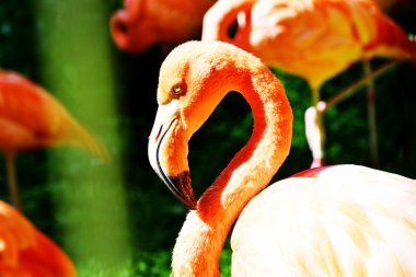 Flamingo, çarpıcı pembe veya kırmızımsı tüyleriyle tanınan uzun boylu bir kuş türüdür..
