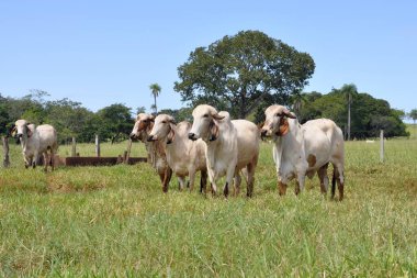 Gado Gir em pastagem em em Campo Grande, MS, Brezilya.