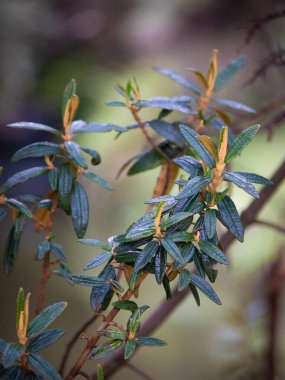 Bataklık Labrador Çay Fabrikası, yakın plan.