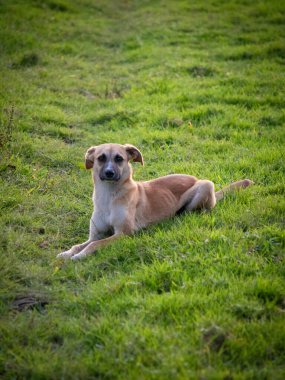 Güneşli bir günde bir köpek çimlerin üzerinde yatar.