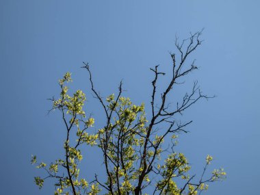 Güneşli bir günde ağaç dalları
